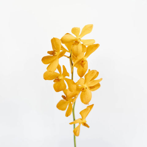 Orange Mokara Orchids Stem - Image