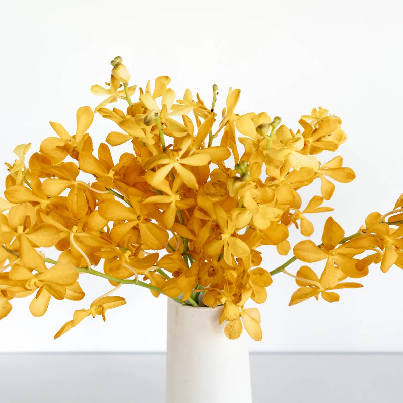 Orange Mokara Orchids Vase - Image