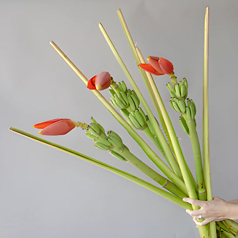 Orange Musa Banana Flower