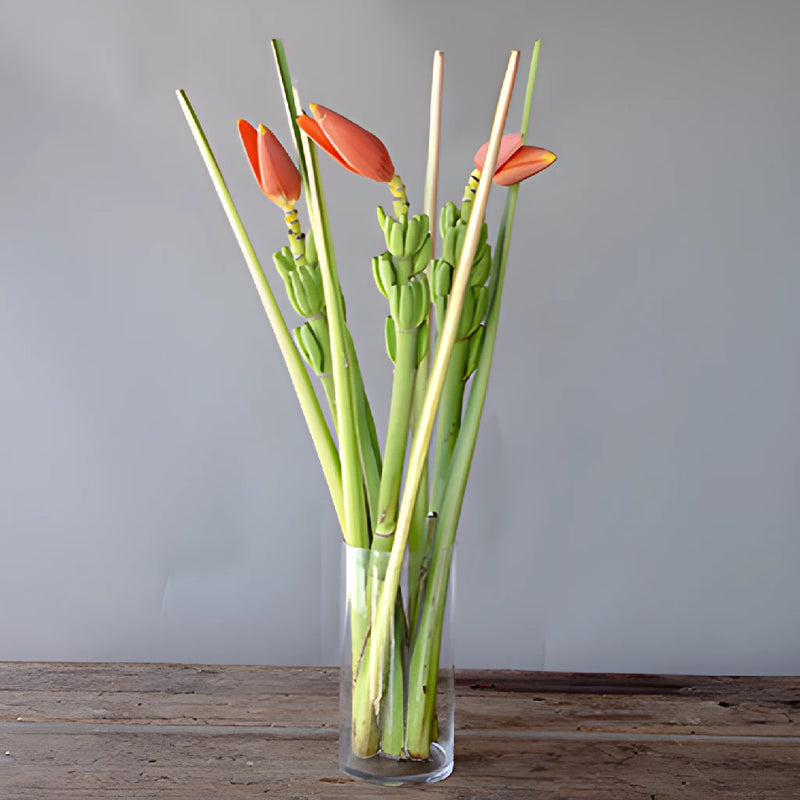 Orange Musa Banana Flower