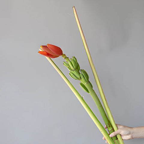 Orange Musa Banana Flower