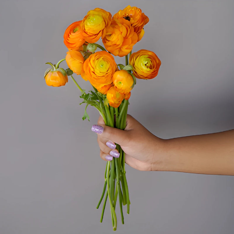 Save The Ranunculus Growers DIY Flower Kit