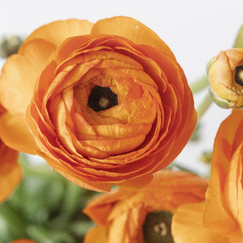Orange Ranunculus Fresh Cut Flower Close Up - Image