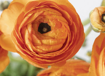 Orange Ranunculus Fresh Cut Flower Close Up - Image