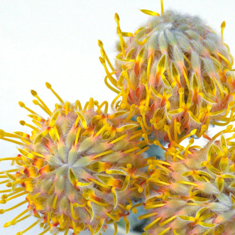Orange Ribbon Pin Cushion Flower Close Up - Image