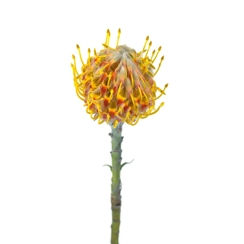Orange Ribbon Pin Cushion Flower Stem - Image