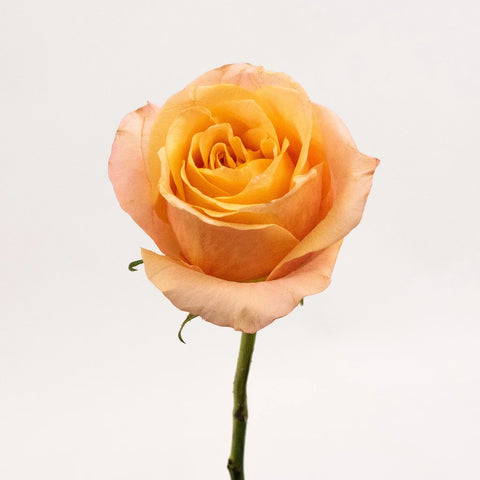 Orange Rose Flower Stem