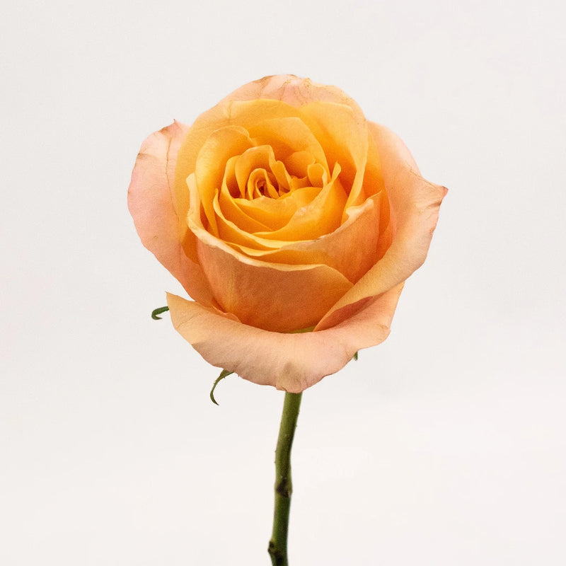 Orange Rose Flower Stem