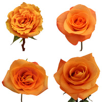 Orange Roses
