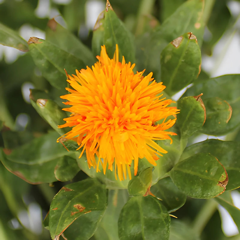 Yellow Orange Safflowers