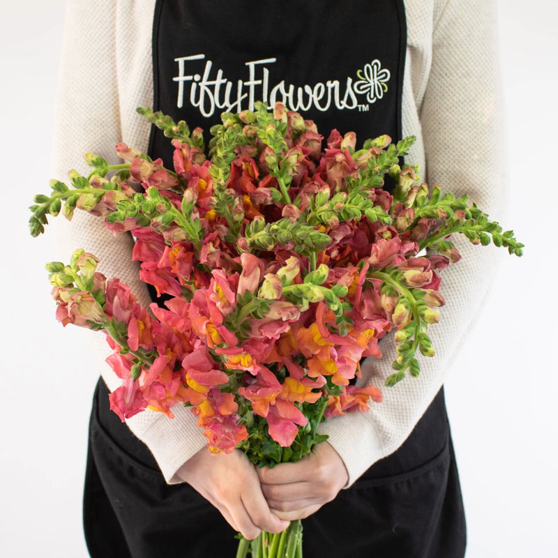 Orange Snapdragon Flower Bunch in Hand