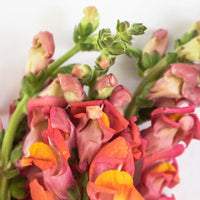 Orange Snapdragon Flower Up Close