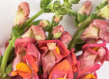 Orange Snapdragon Flower Up Close