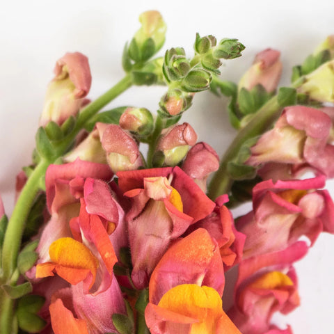 Orange Snapdragon Flower Up Close