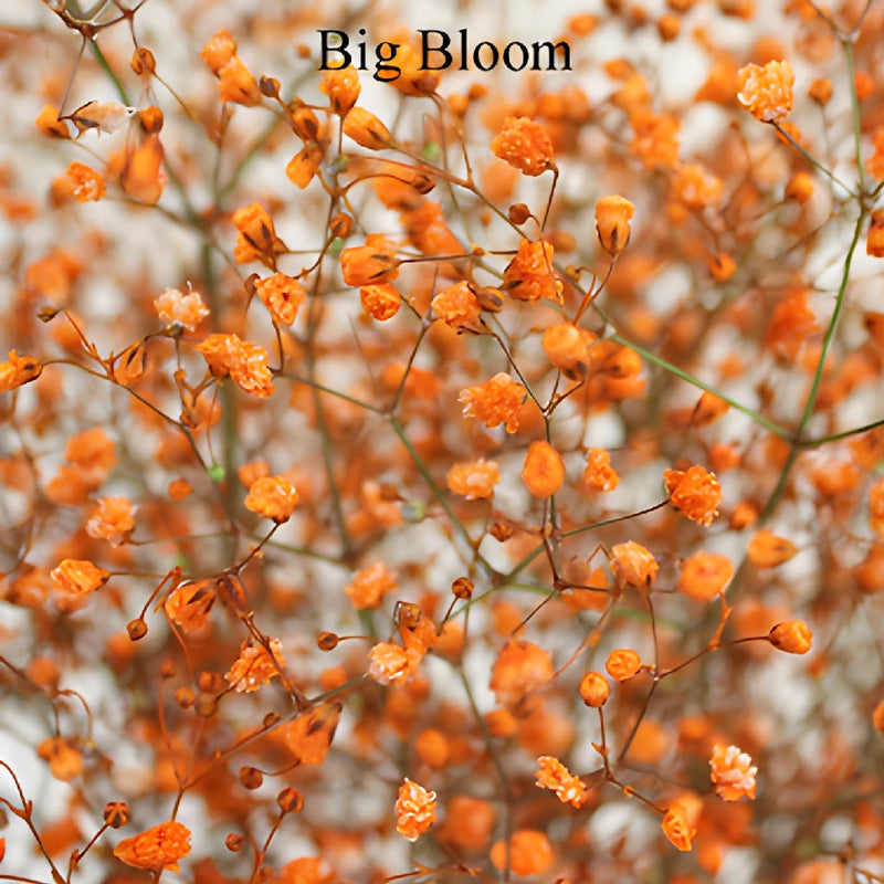 Orange Airbrushed Baby's Breath Flower