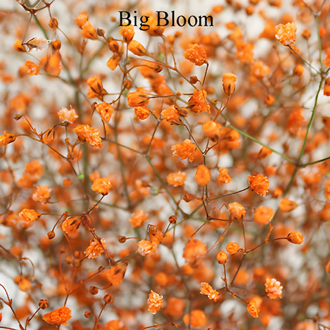 Orange Airbrushed Baby's Breath Flower