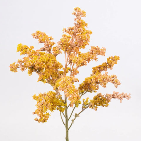 Orange Solidago Flower Stem