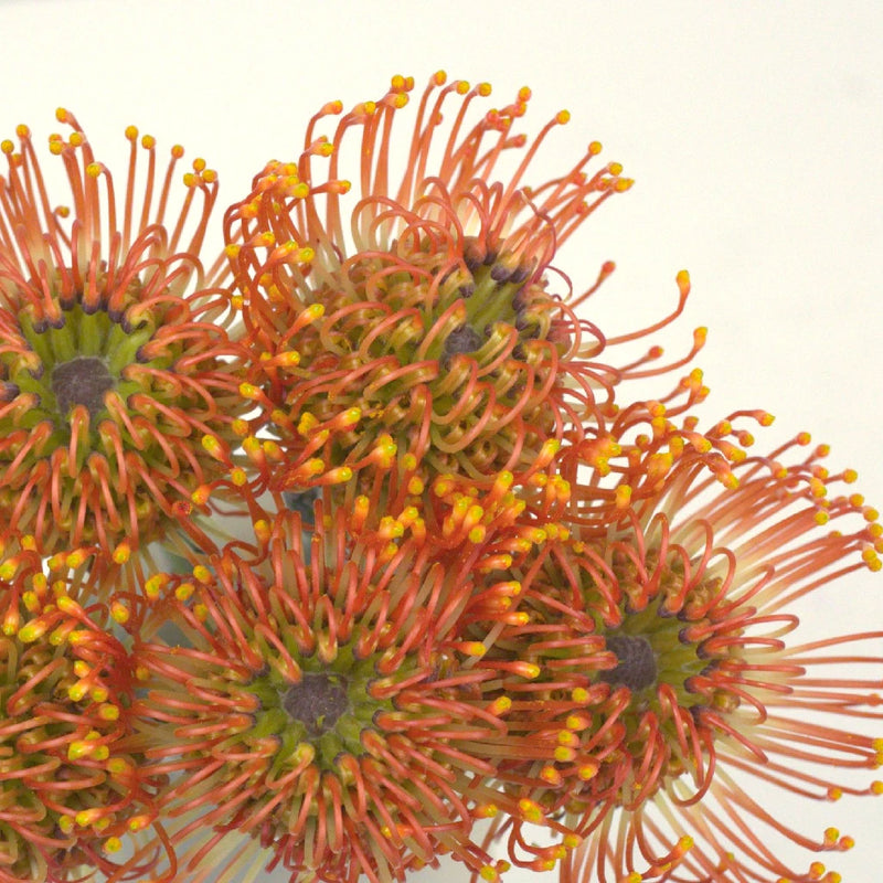 Orange Sorbet Pin Cushion Flower Close Up - Image