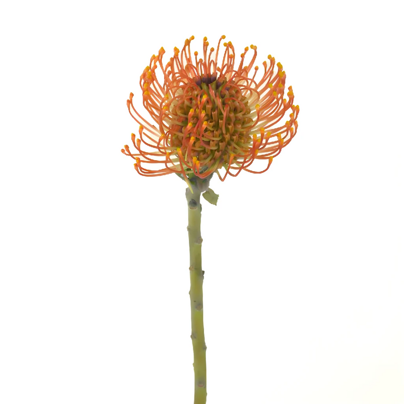 Orange Sorbet Pin Cushion Flower Stem - Image