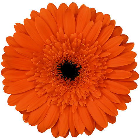 Gerbera Daisy Orange Standard Blooms Wholesale Flower Up close