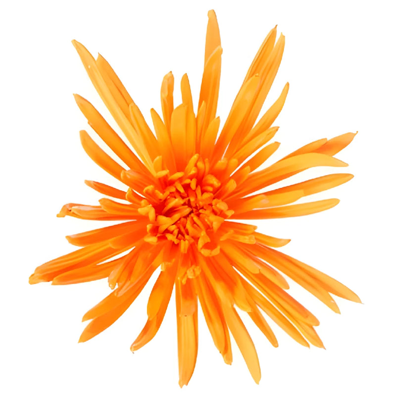 Orange Crush Airbrushed Spider Mum Flowers