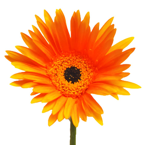 Gerbera Daisy Orange Tinted Wholesale Flower Up close