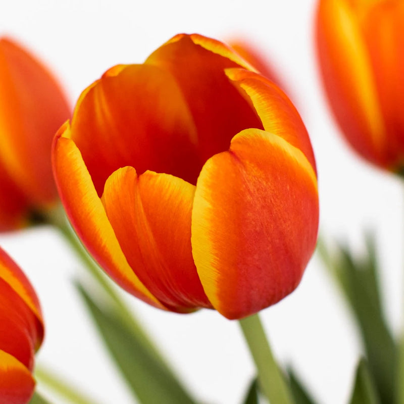 Ad Rem Orange Tulip Wholesale Flower Up close