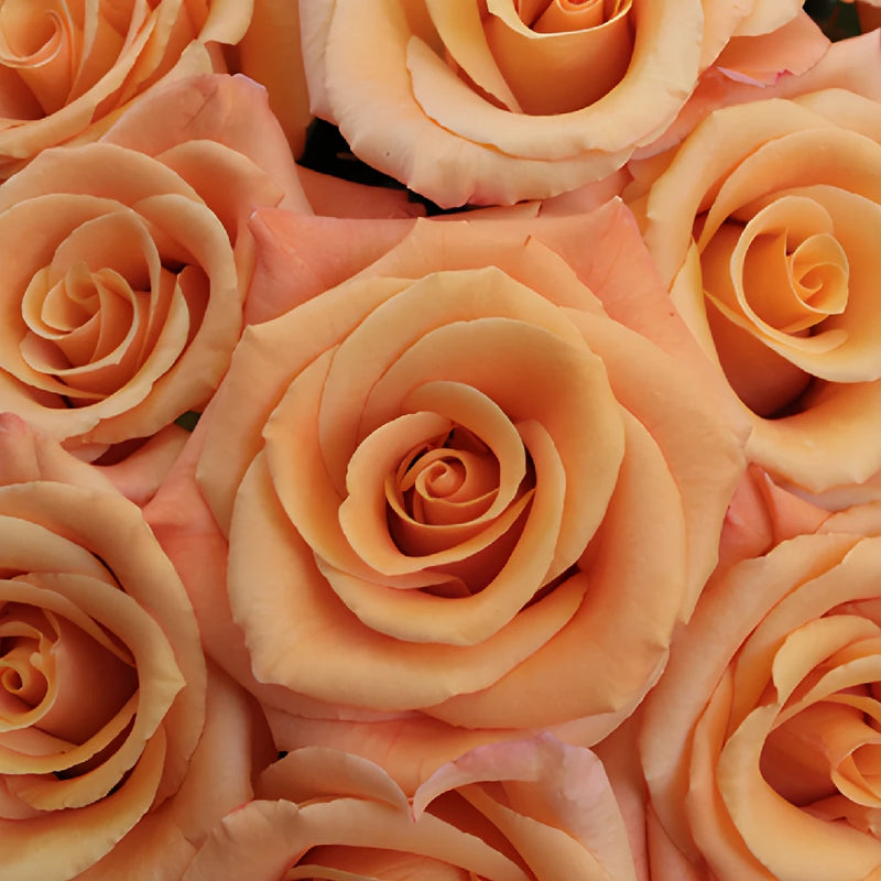 Orange Unique Orange Rose