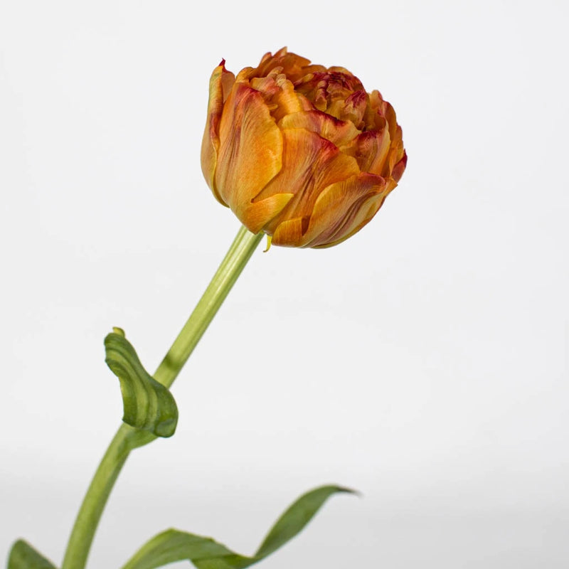 Orange Valdivia Double Tulips Close Up - Image