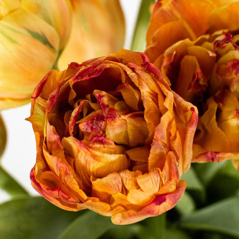 Orange Valdivia Double Tulips Stem - Image