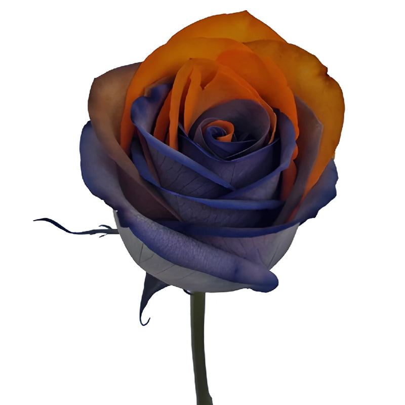 Halloween Rainbow Tinted Roses Orange and Black