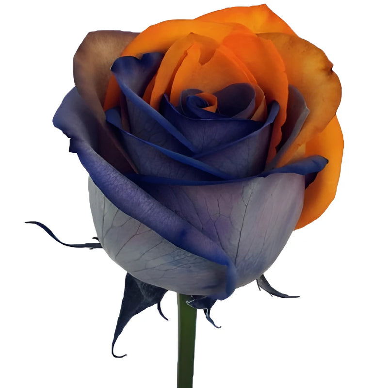Halloween Rainbow Tinted Roses Orange and Black