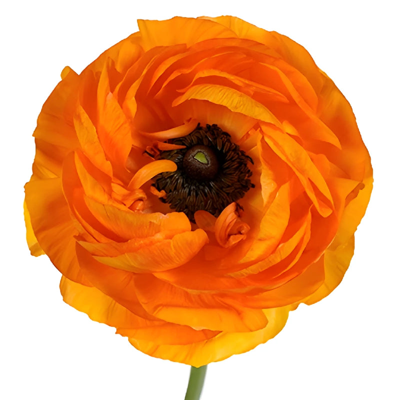Orange Crush Ranunculus