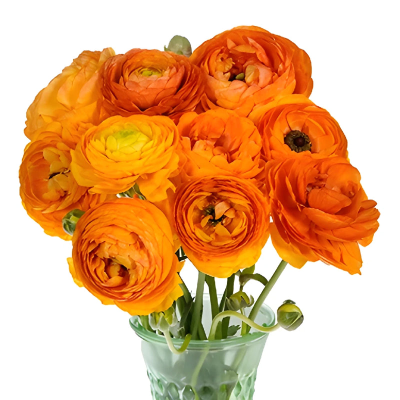 Hot Orange Ranunculus Wholesale Flower Bunch in a hand