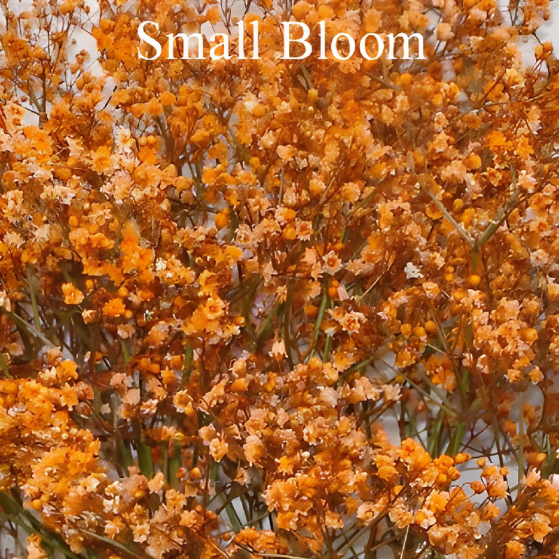 Orange Airbrushed Baby's Breath Flower