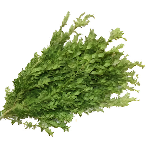 Wedding greenery Oregonia filler flowers sold as bulk