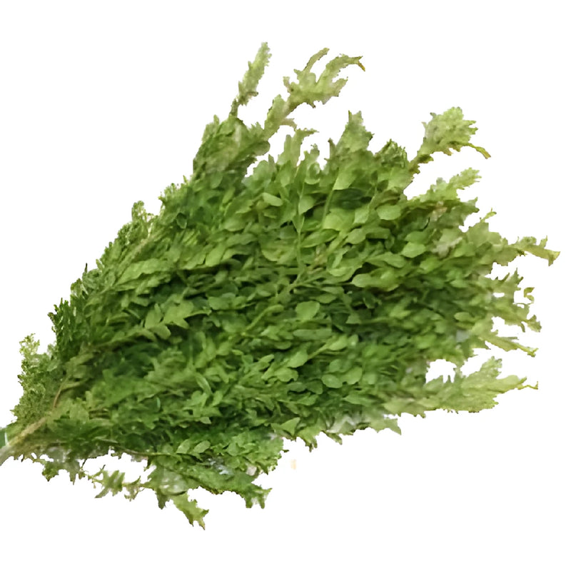 Wedding greenery Oregonia filler flowers sold as bulk