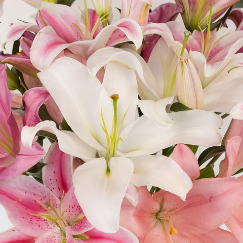Oriental Lily Assorted Pack Close Up - Image