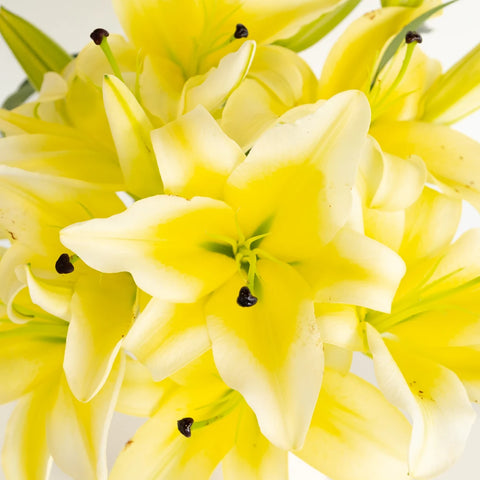 Oriental Lily Concador Flower Close Up - Image