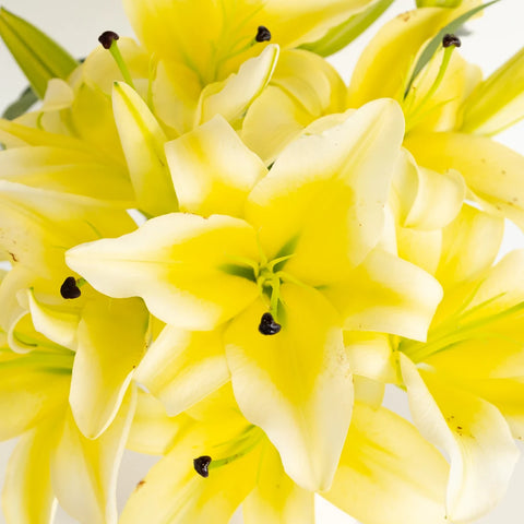 yellow asiatic lily flower Buy Wholesale Yellow Concador Lilies in Bulk