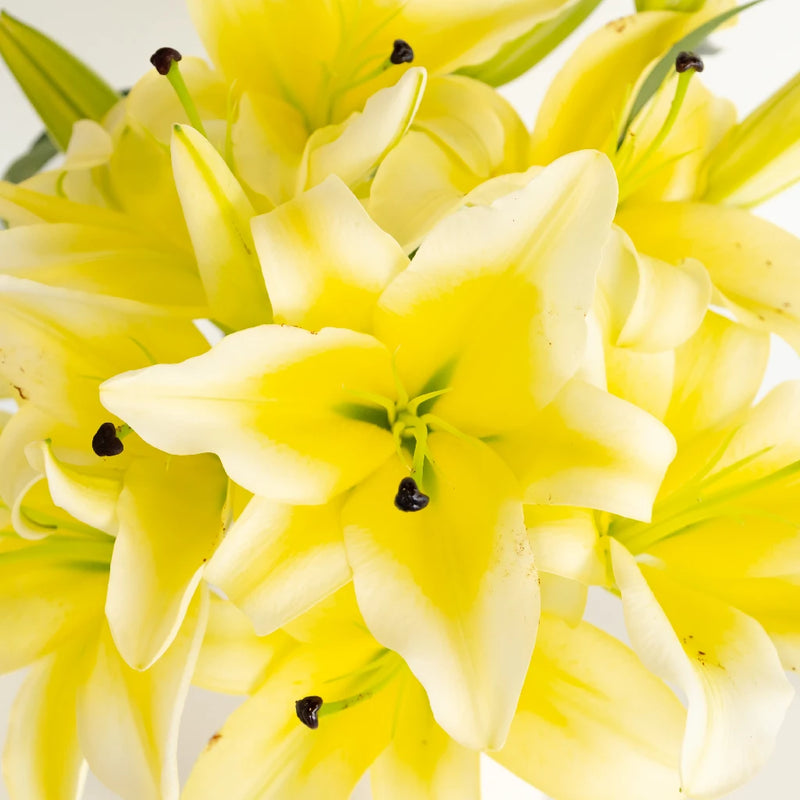 images of yellow lily flower Buy Wholesale Yellow Concador Lilies in Bulk