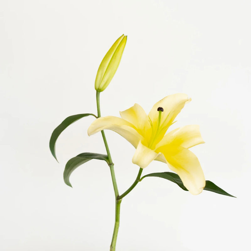 white and yellow lily flower Buy Wholesale Yellow Concador Lilies in Bulk