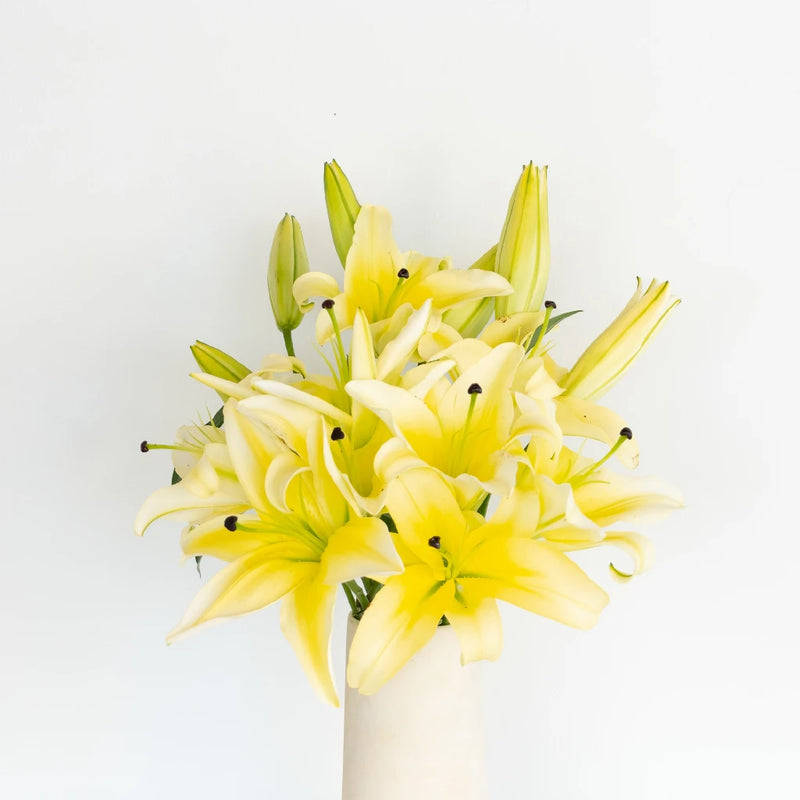 yellow asiatic lilies Buy Wholesale Yellow Concador Lilies in Bulk