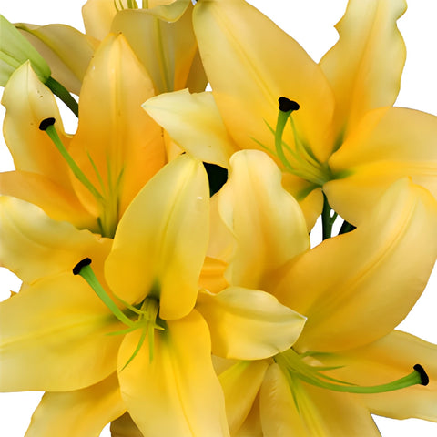 Pollen Yellow Corcovado Oriental Lily