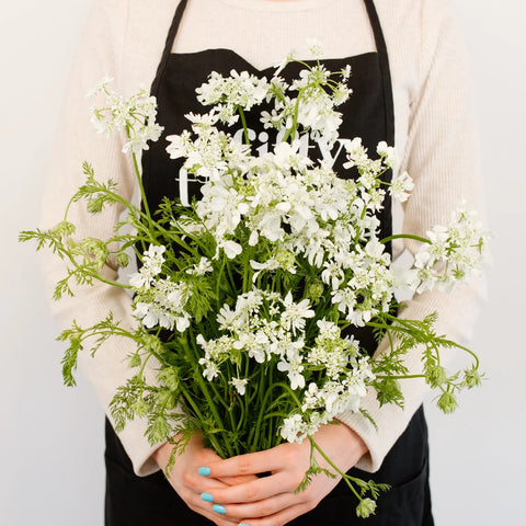 Orlaya White Lace Vintage Apron - Image