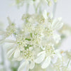Orlaya White Lace Vintage Wedding Flower