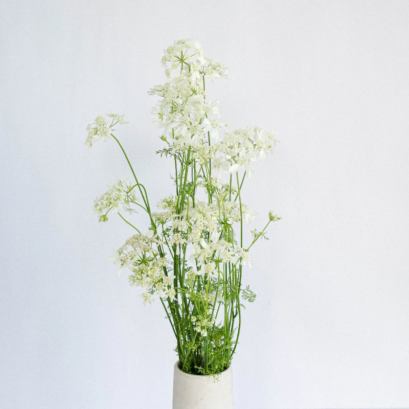 Orlaya White Lace Vintage Vase - Image