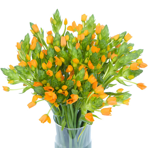 Orange Star of Bethlehem Flowers