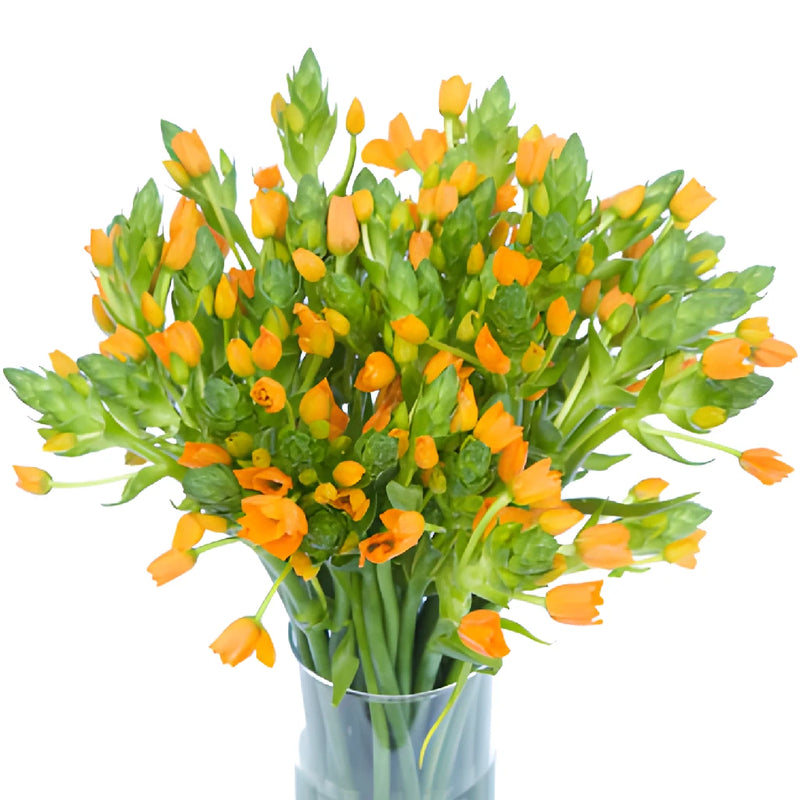 Orange Star of Bethlehem Flowers