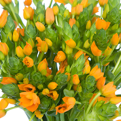 Orange Star of Bethlehem Flowers